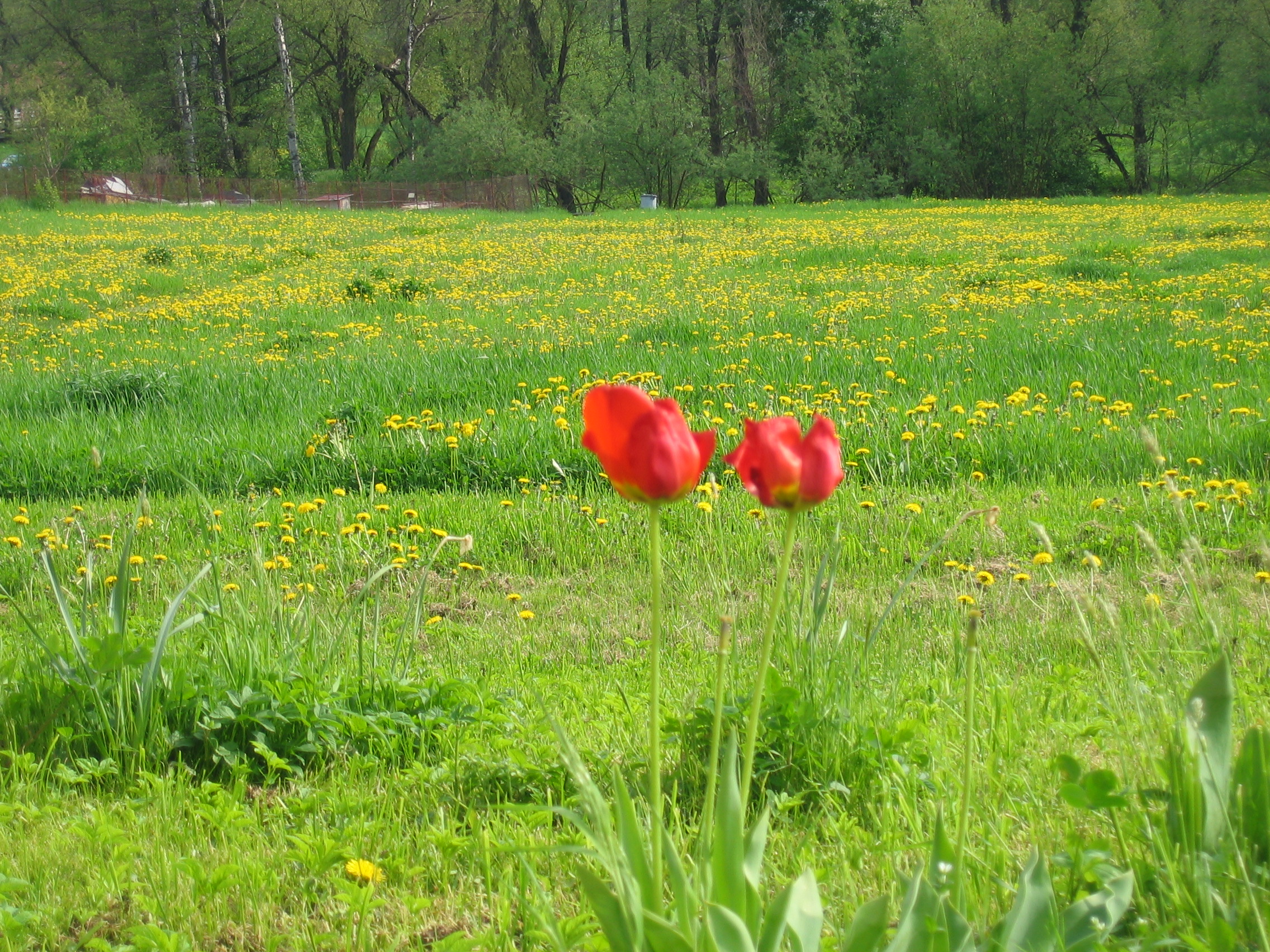 IMG_2050.JPG